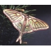 Spanish Moon Moth G isabellae eggs